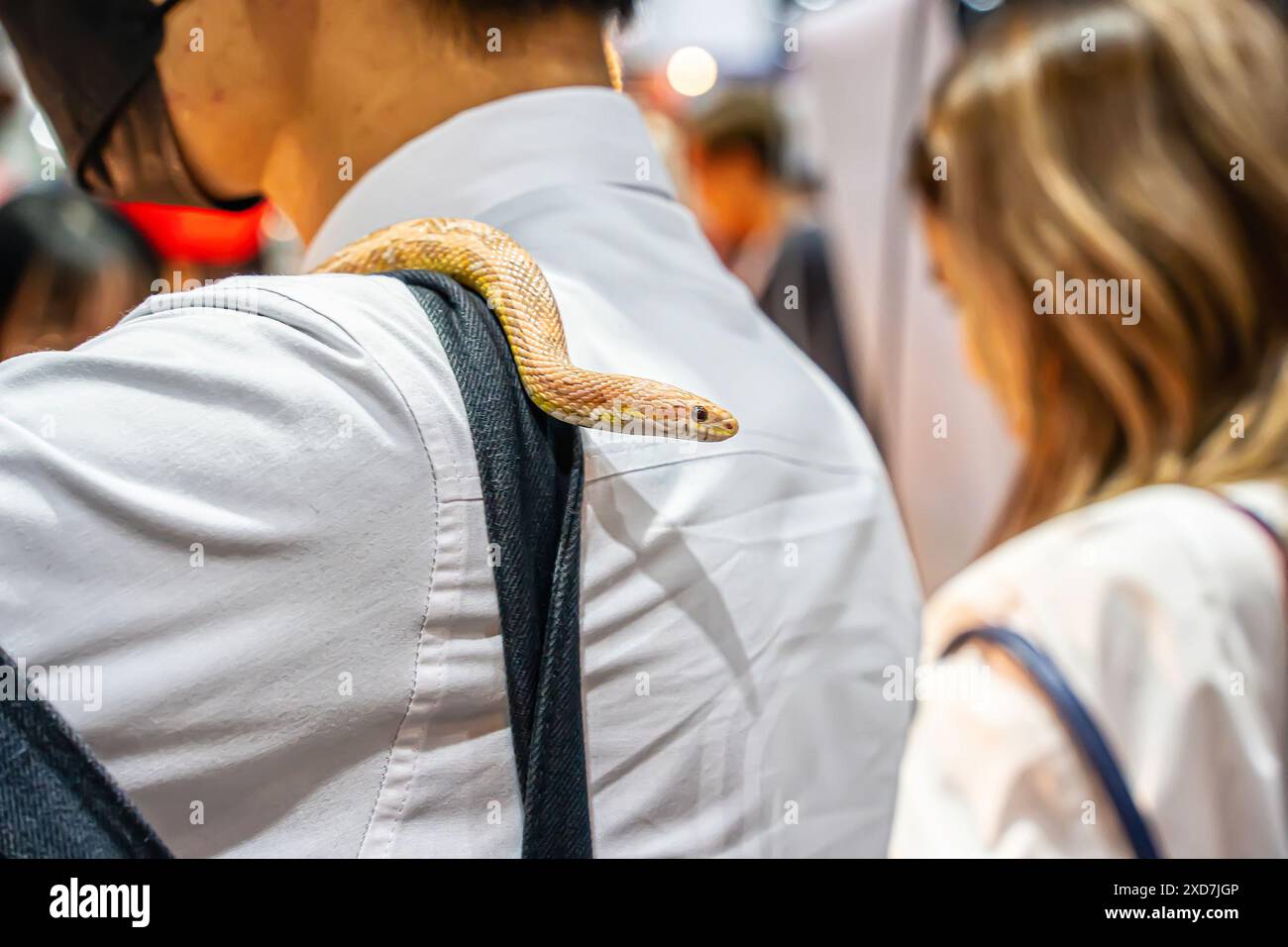 Kugelpython, der auf einem Körper eines Menschen rutscht. Es ist ein beliebtes Haustier in Thailand. Stockfoto