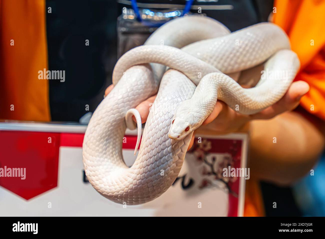 Ballpython auf der Hand der Leute. Es ist ein beliebtes Haustier in Thailand. Stockfoto