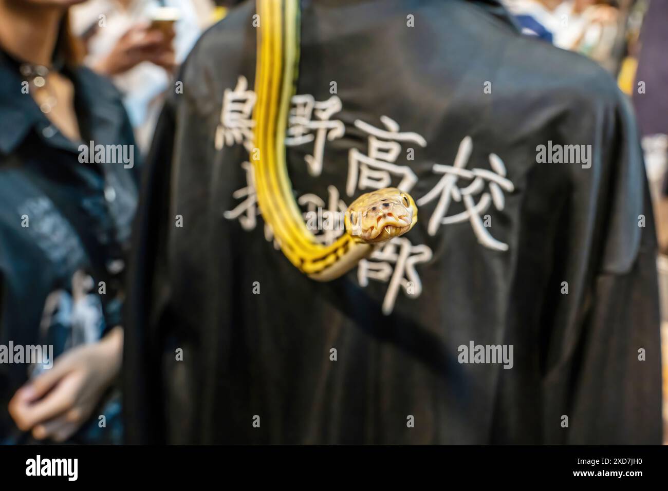 Kugelpython, der auf einem Körper eines Menschen rutscht. Es ist ein beliebtes Haustier in Thailand. Stockfoto