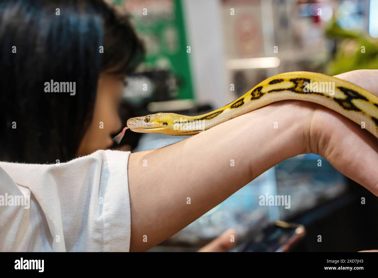 Ballpython auf der Hand der Leute. Es ist ein beliebtes Haustier in Thailand. Stockfoto