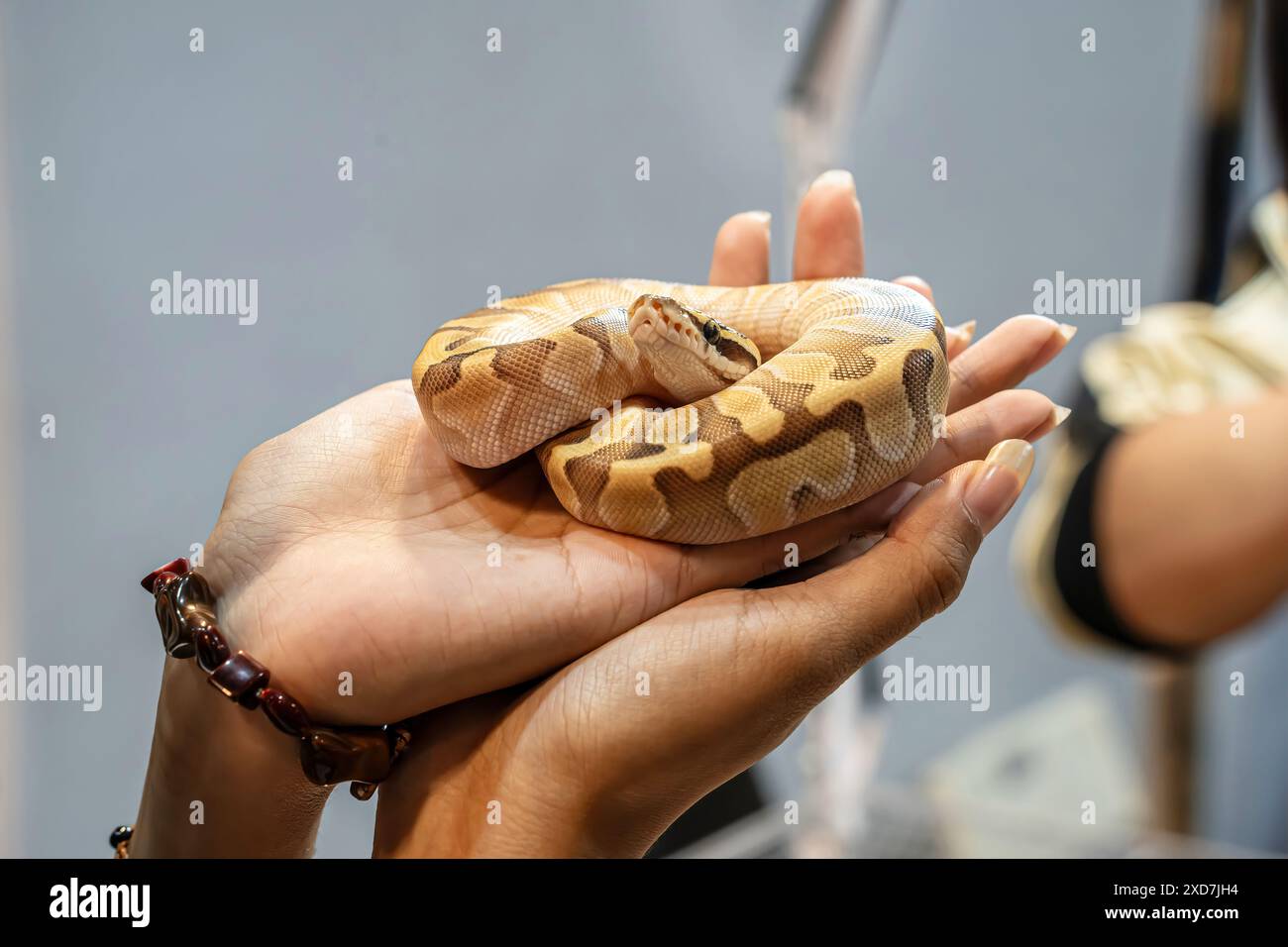 Ballpython auf der Hand der Leute. Es ist ein beliebtes Haustier in Thailand. Stockfoto