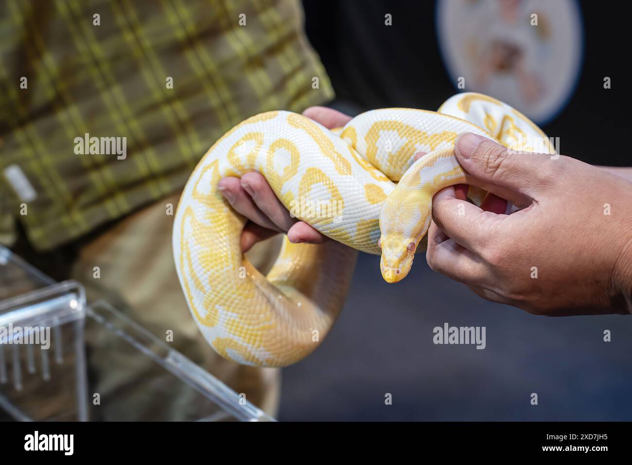 Ballpython auf der Hand der Leute. Es ist ein beliebtes Haustier in Thailand. Stockfoto