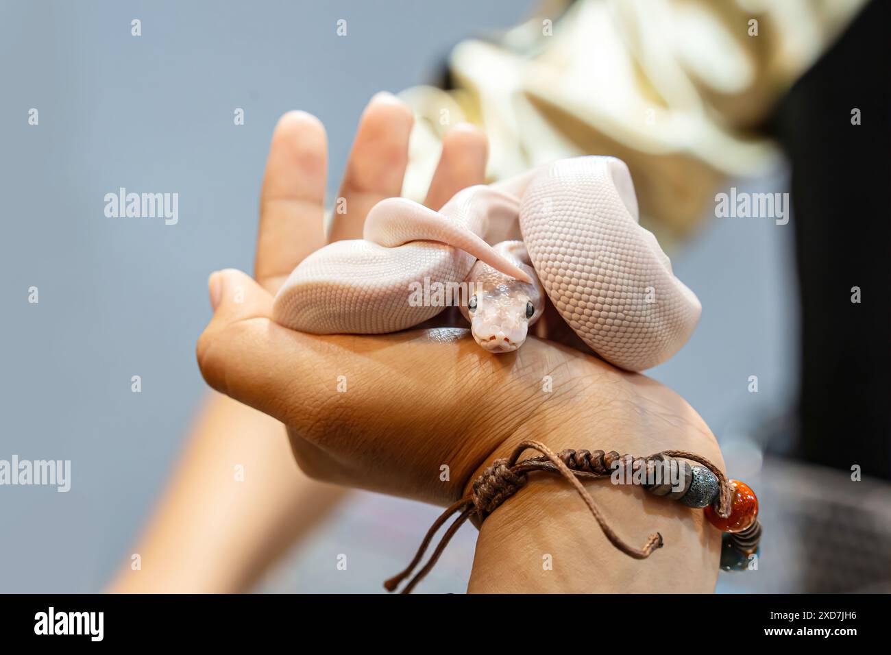 Ballpython auf der Hand der Leute. Es ist ein beliebtes Haustier in Thailand. Stockfoto