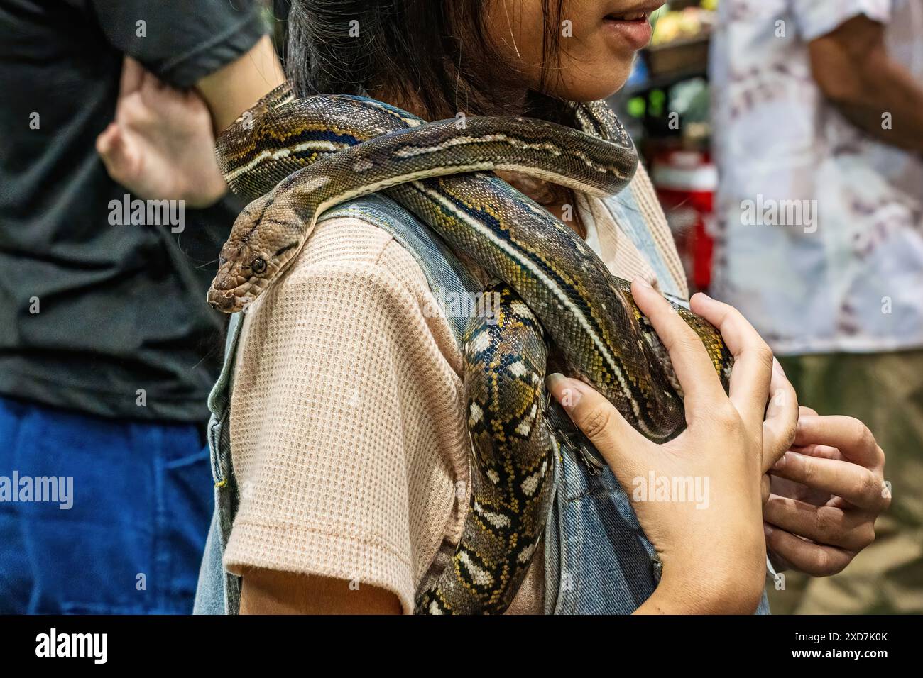 Kugelpython, der auf einem Körper eines Menschen rutscht. Es ist ein beliebtes Haustier in Thailand. Stockfoto