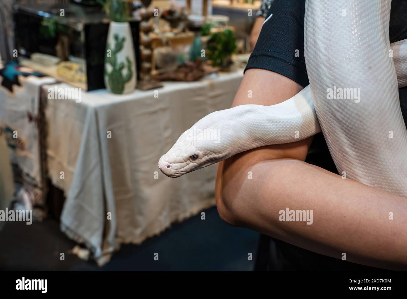 Kugelpython, der auf einem Körper eines Menschen rutscht. Es ist ein beliebtes Haustier in Thailand. Stockfoto