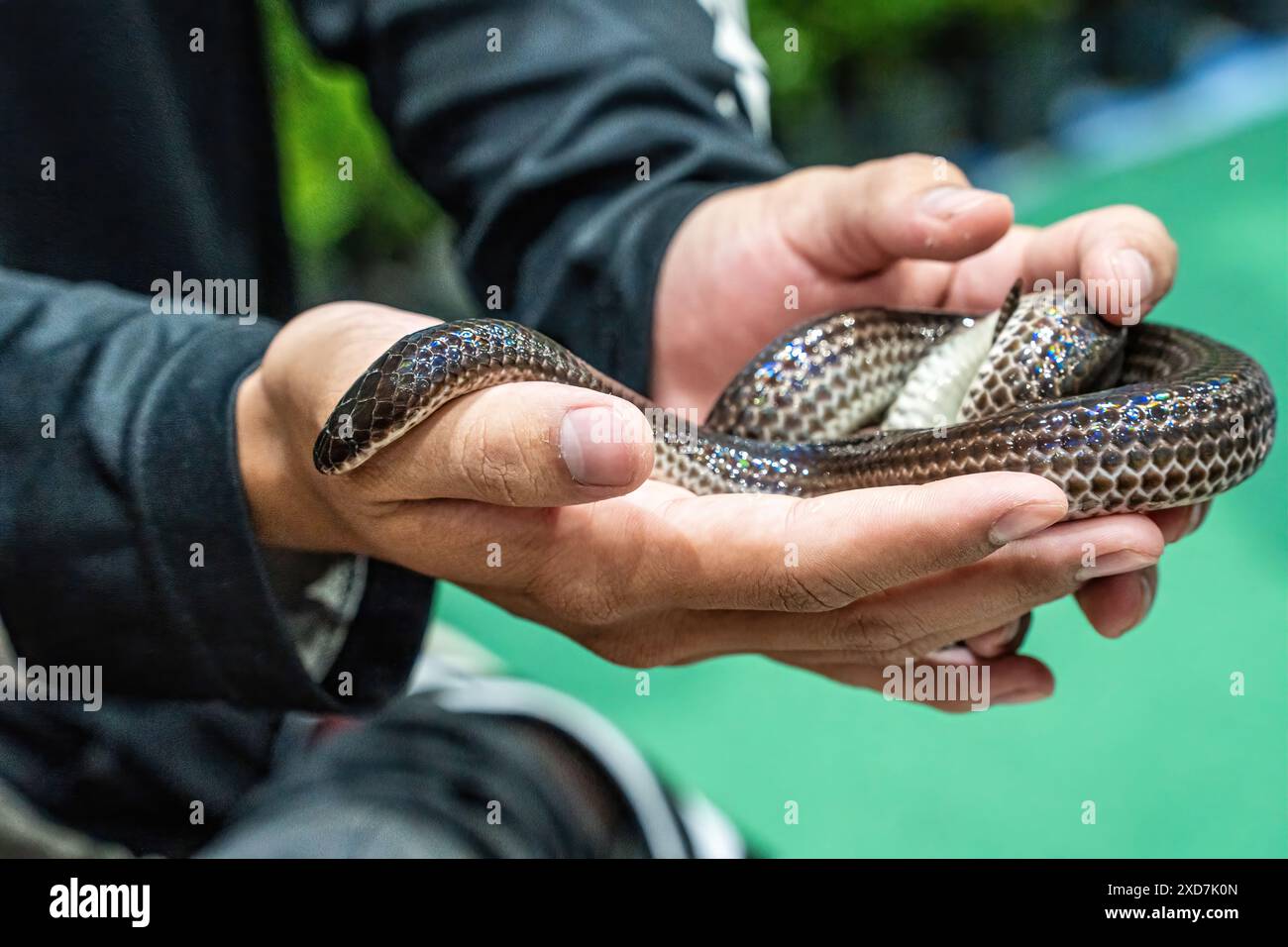 Ballpython auf der Hand der Leute. Es ist ein beliebtes Haustier in Thailand. Stockfoto