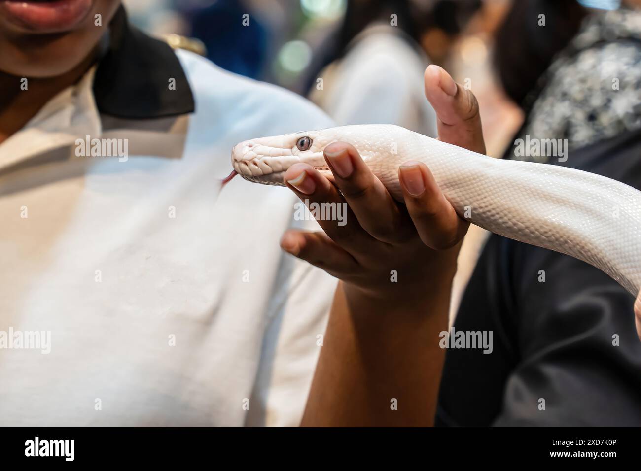 Ballpython auf der Hand der Leute. Es ist ein beliebtes Haustier in Thailand. Stockfoto
