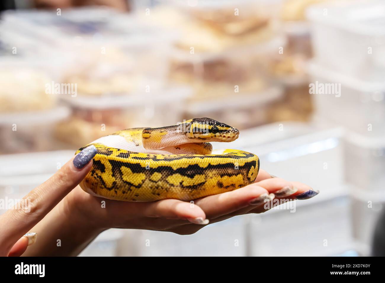 Ballpython auf der Hand der Frau. Es ist ein beliebtes Haustier in Thailand. Stockfoto