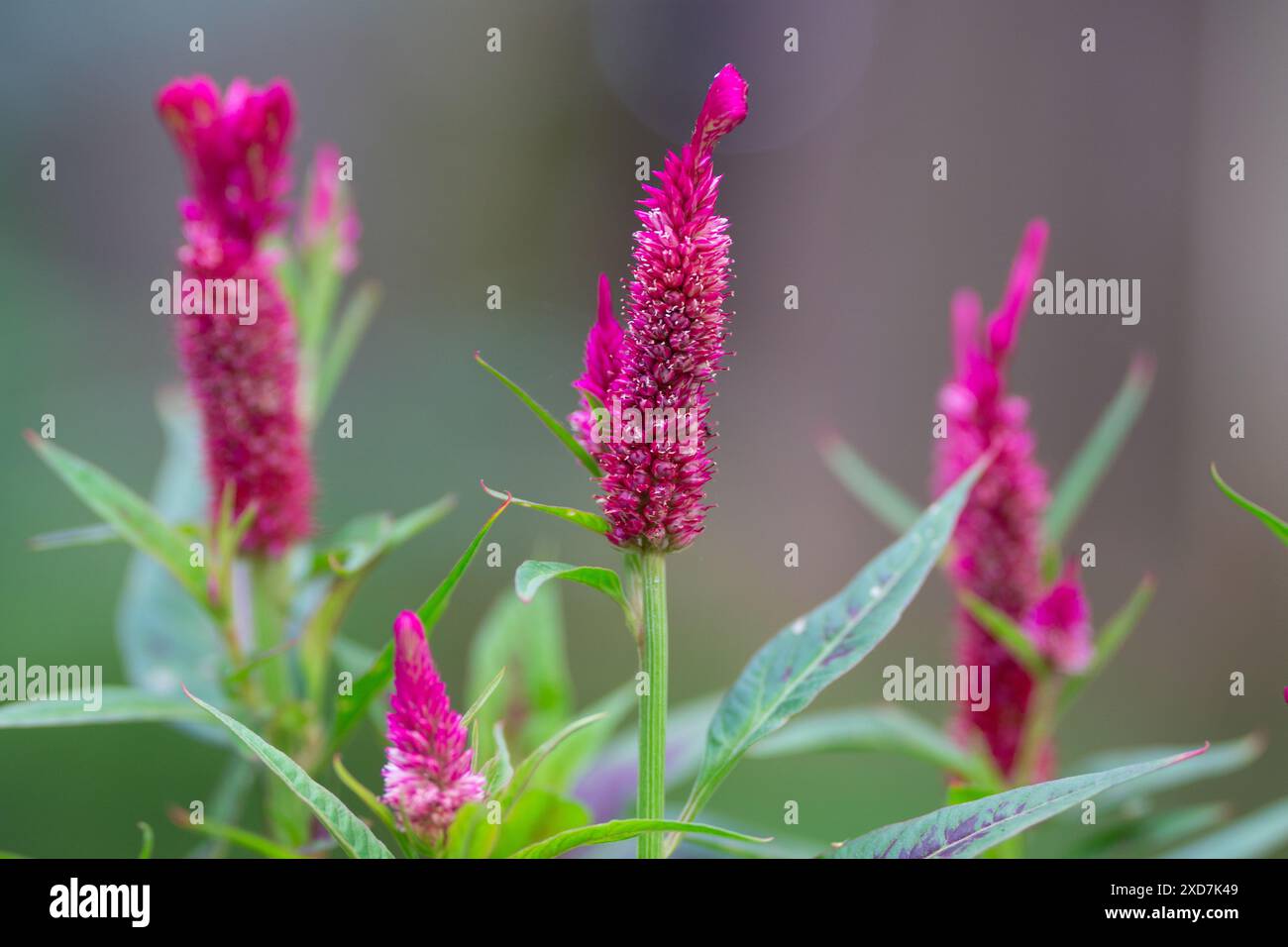 Leuchtende rosafarbene rote Blumen in Blüte mit grünen Blättern im Garten Stockfoto