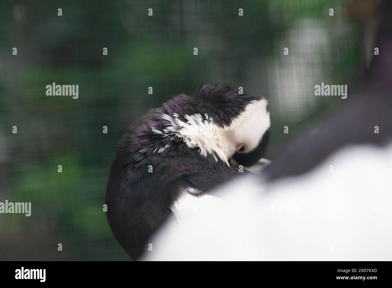 Nahaufnahme der Taube mit einzigartigem Federmuster, Vogelfotografie Stockfoto