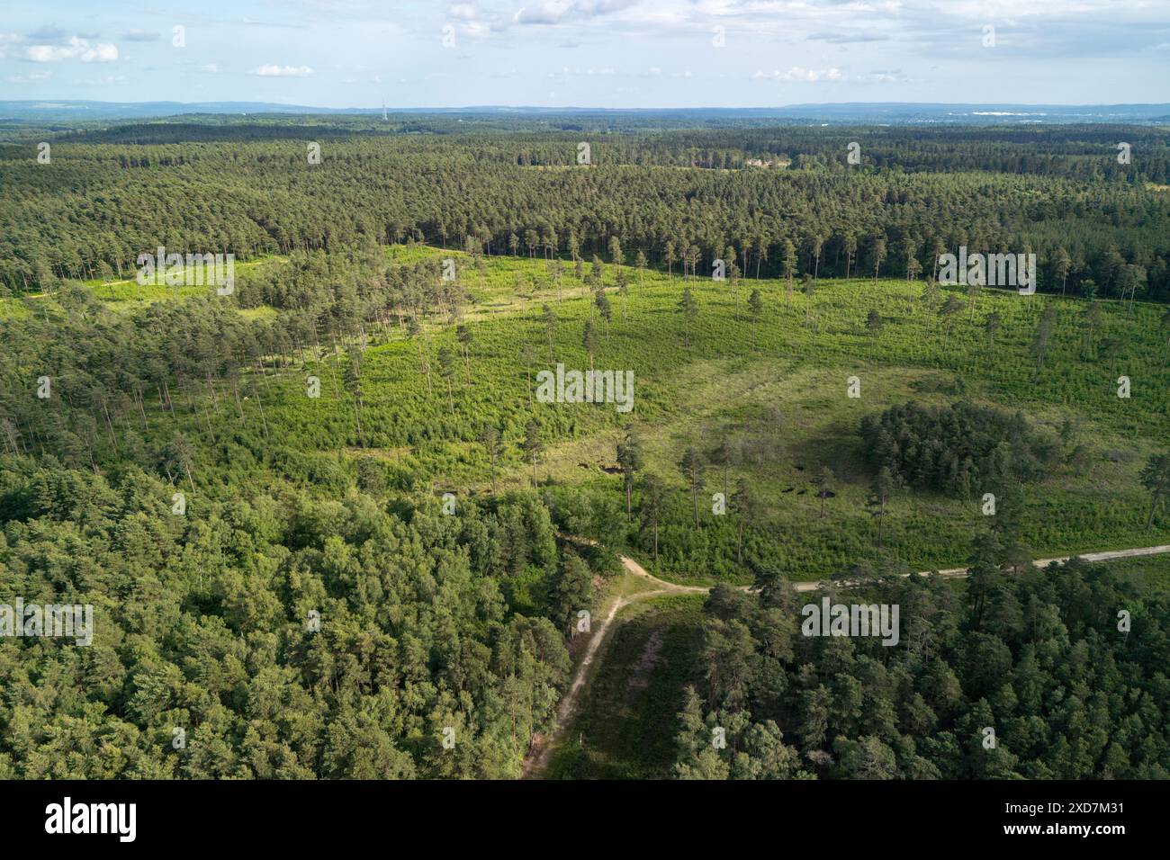 Allgemeine Luftaufnahme des Swinley Forest bei Bracknell, Berkshire, Großbritannien. Stockfoto