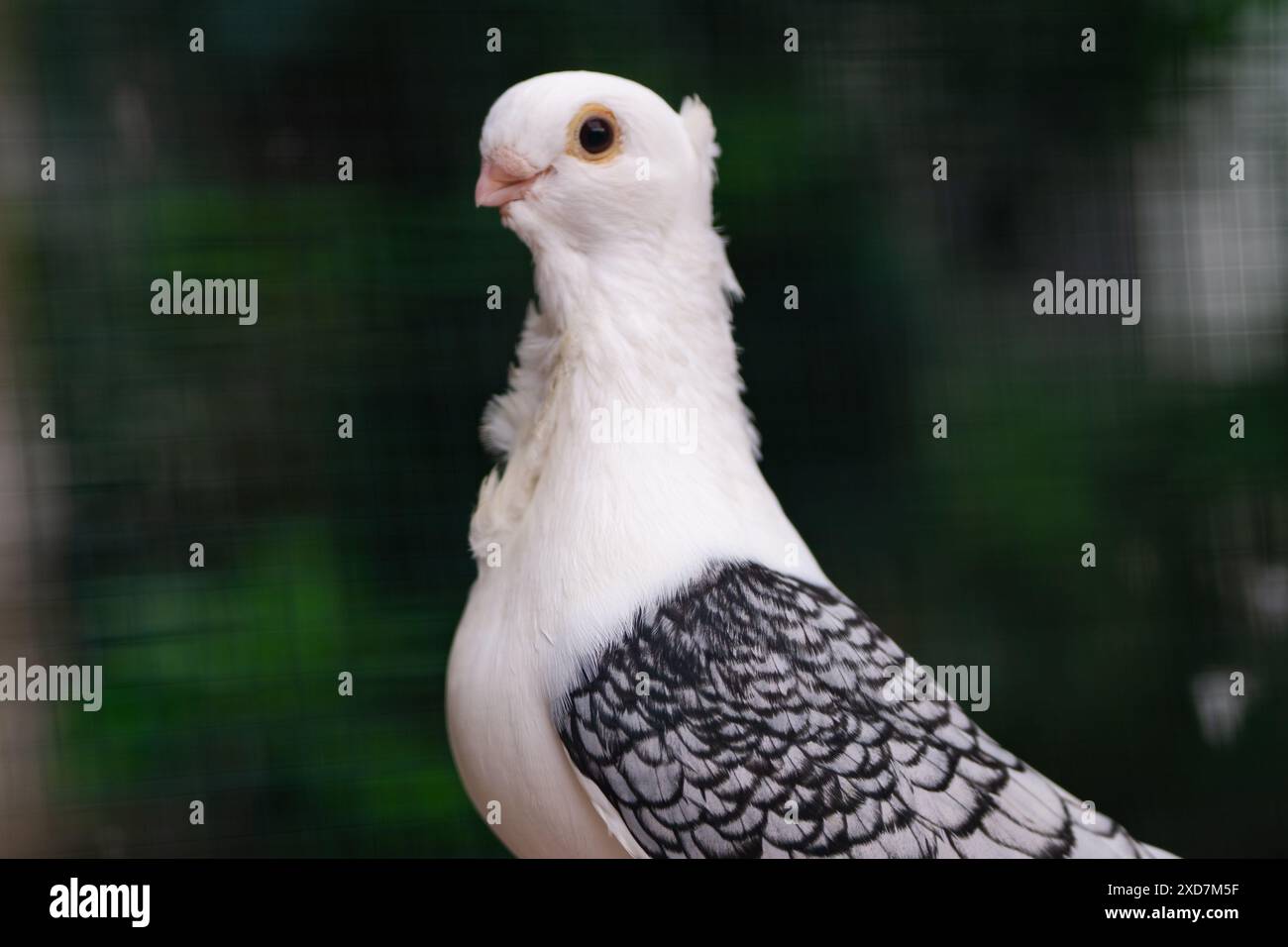 Nahaufnahme der Schwarzweißtaube mit einzigartigem Flügelmuster, Vogelfotografie Stockfoto