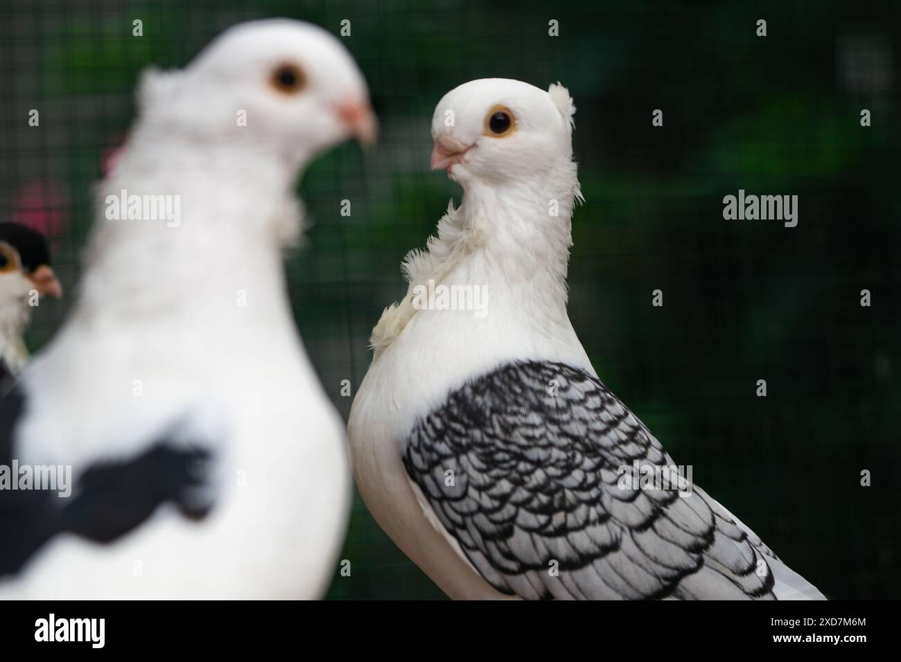 Nahaufnahme der Schwarzweißtaube mit einzigartigem Flügelmuster, Vogelfotografie Stockfoto