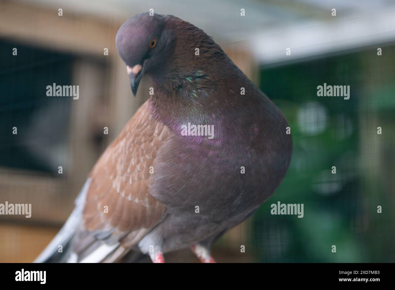 Farbenfrohe Taube detailgetreu in Vogelfotografie Stockfoto