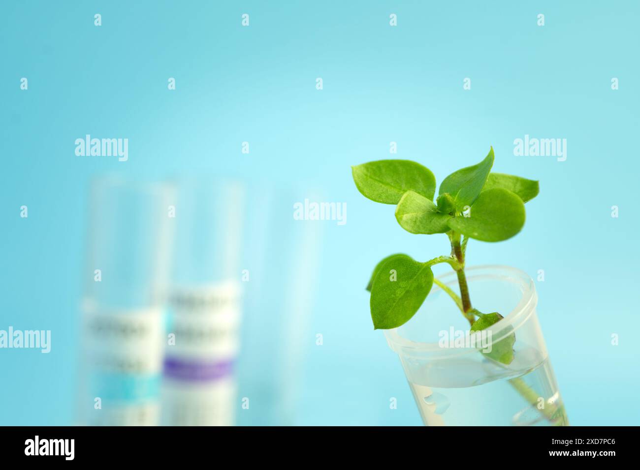 Grüner Sprout in einem Reagenzglas und einer chemischen Pipette mit einem Tropfen einer transparenten Flüssigkeit auf blauem Hintergrund. Stockfoto