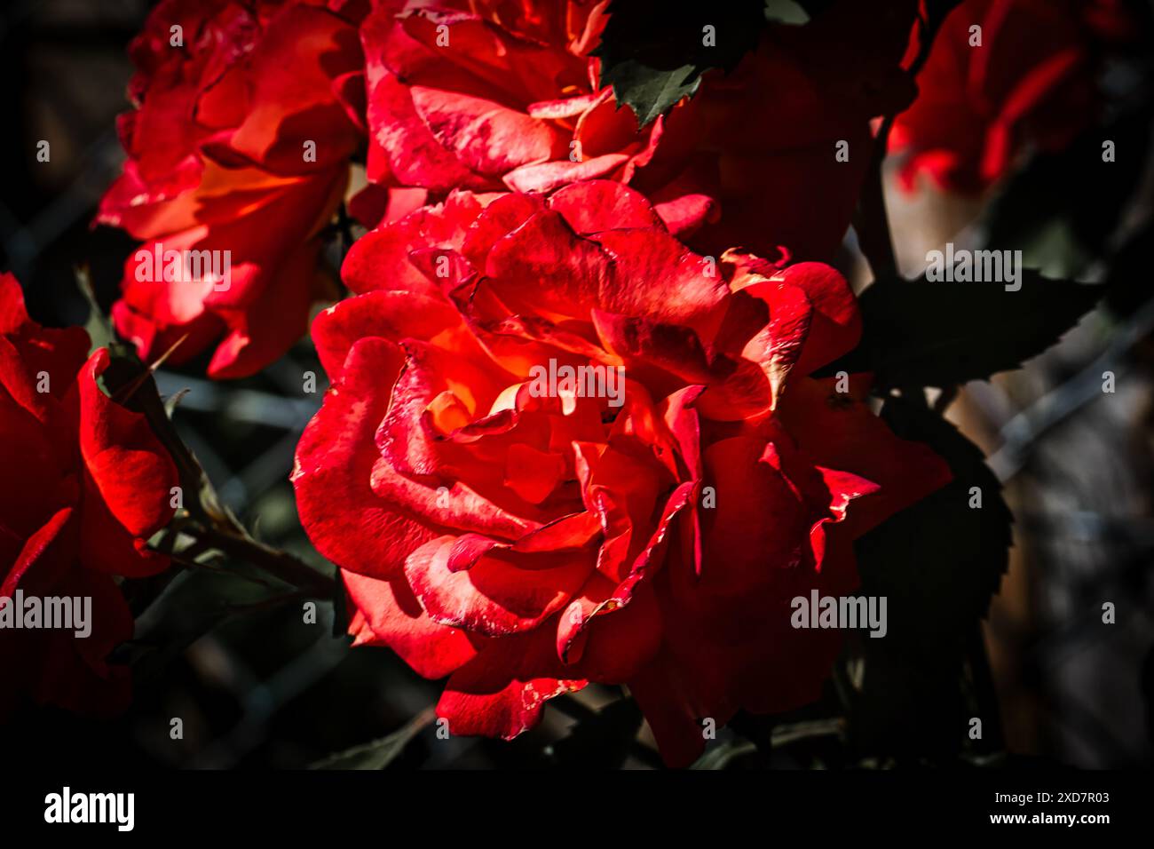 Nahaufnahme leuchtender roter Rosen in voller Blüte mit dunkelgrünen Blättern, die von Sonnenlicht beleuchtet werden und einen auffälligen Kontrast schaffen. Stockfoto