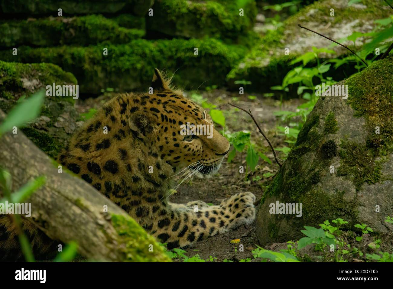 Fernöstlicher Leopard ist ein fleischfressendes Säugetier der Familie Felidae, eine der Unterarten des Leoparden. Stockfoto