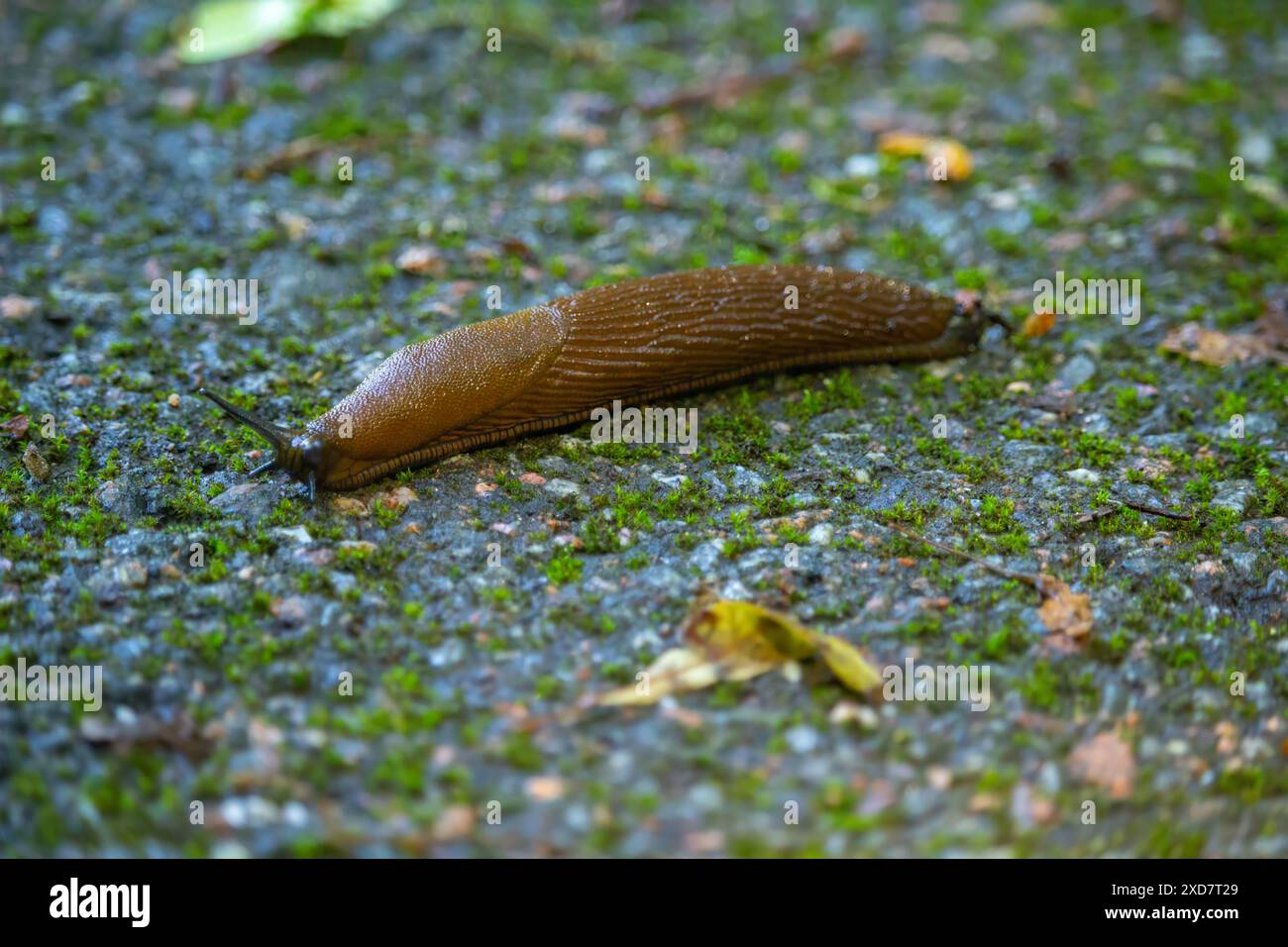 Die spanische Schnecke Arion vulgaris kriecht auf einem Gartengelände entlang. Stockfoto