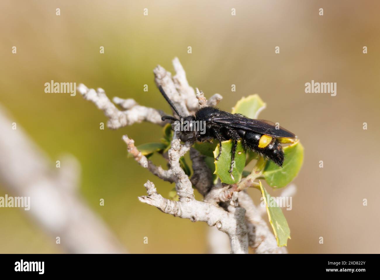 Schwarze Wespe Scolia hortorum auf Pflanzenzweig mit Blättern und wunderschönem Bokeh, Alcoy, Spanien Stockfoto