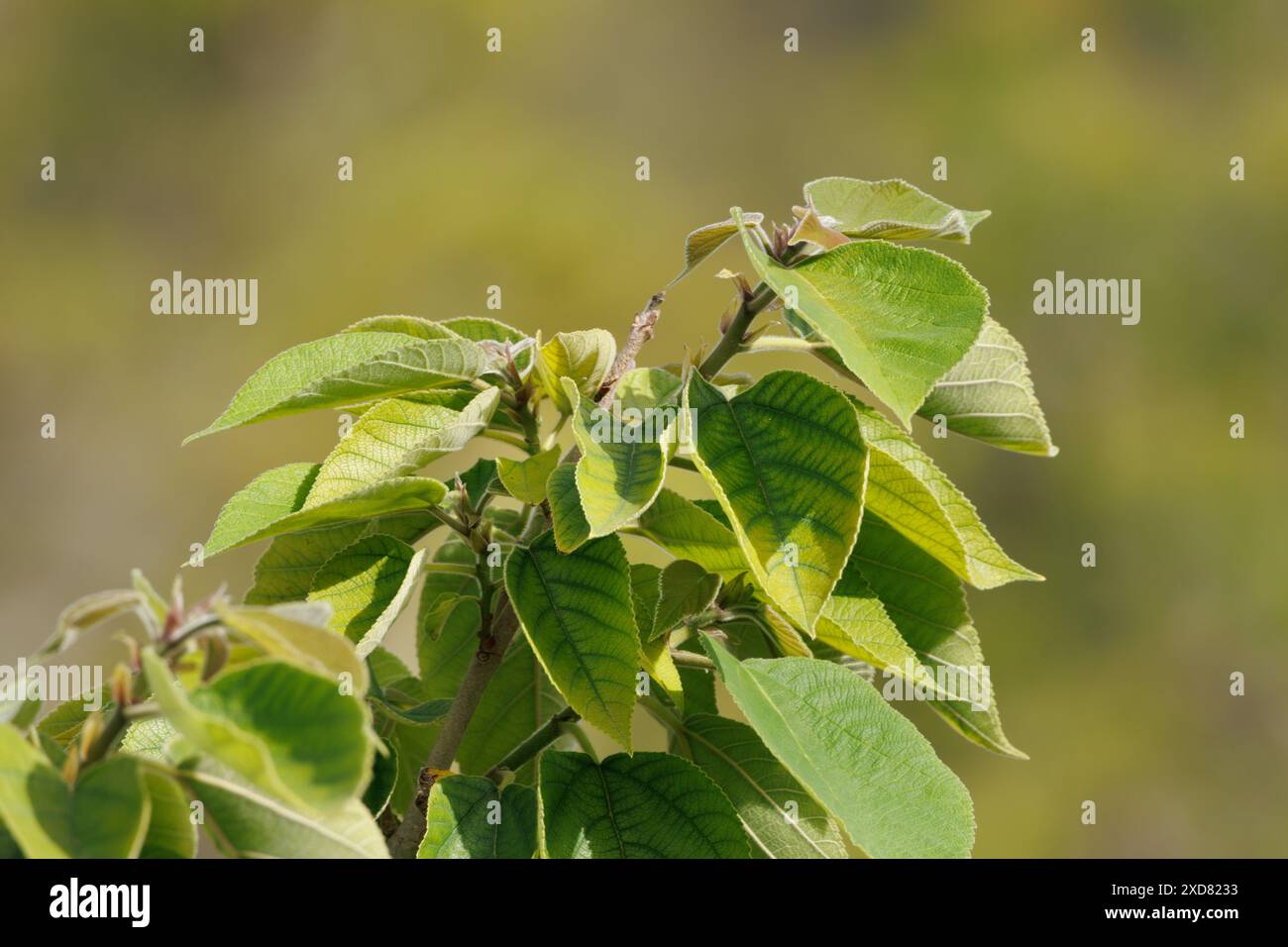 Papier Maulbeerblätter (broussonetia papyrifera) in der Sonne mit nettem Bokeh, Alcoy, Spanien Stockfoto