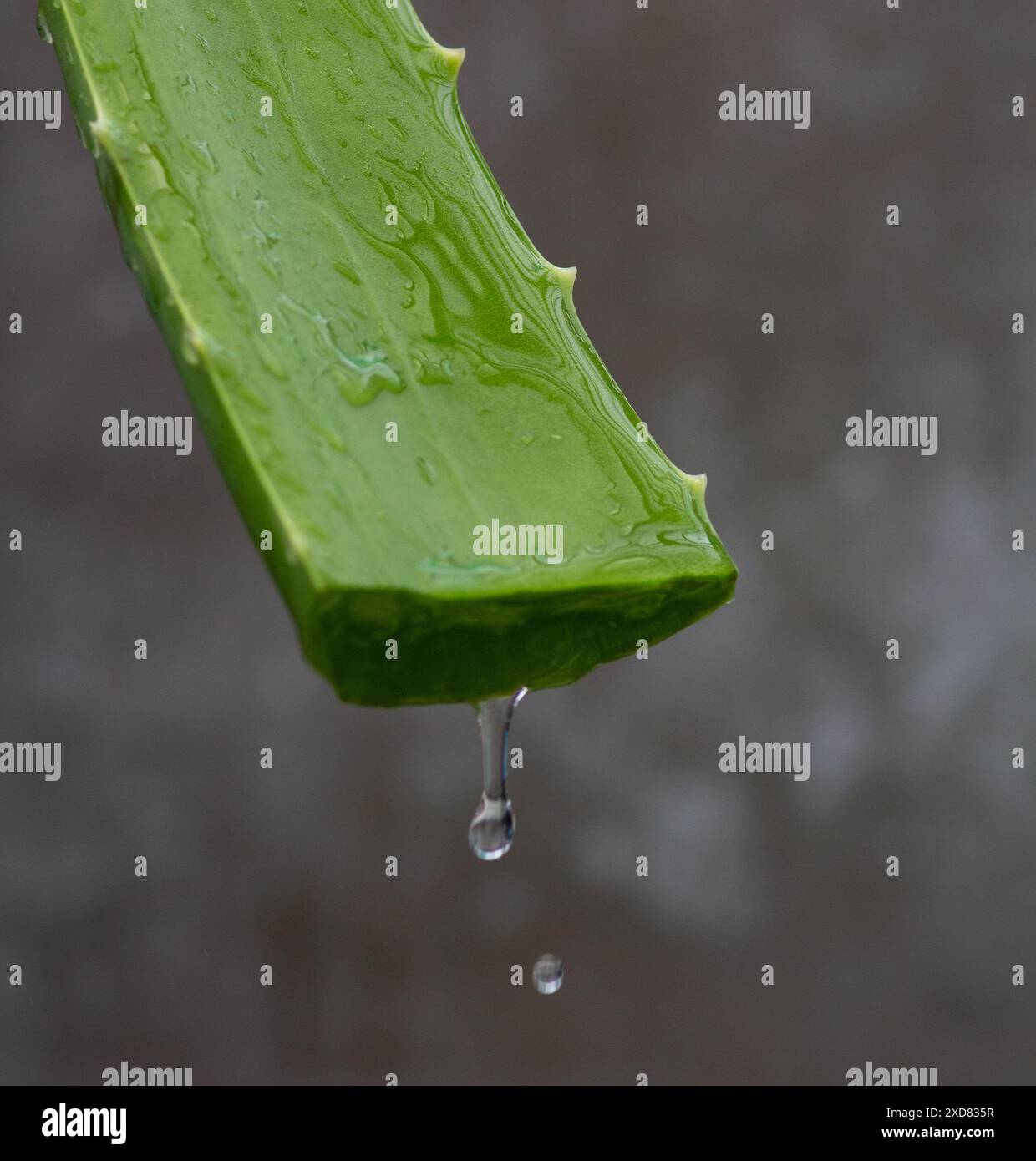 Nahaufnahme von Aloe Vera mit Gel-Tropfen. Stockfoto