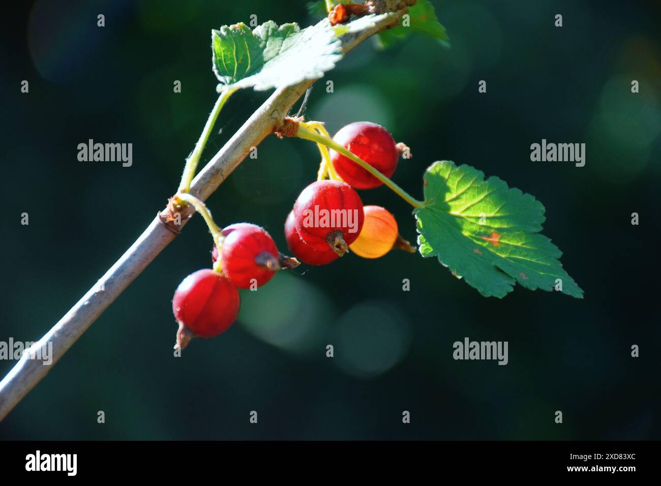 Rote Johannisbeerblüte, Nahaufnahme einer kleinen gelben Blume und junger Blätter auf einem Zweig eines roten Johannisbeerstrauchs, der im Garten auf grünem Hintergrund wächst Stockfoto