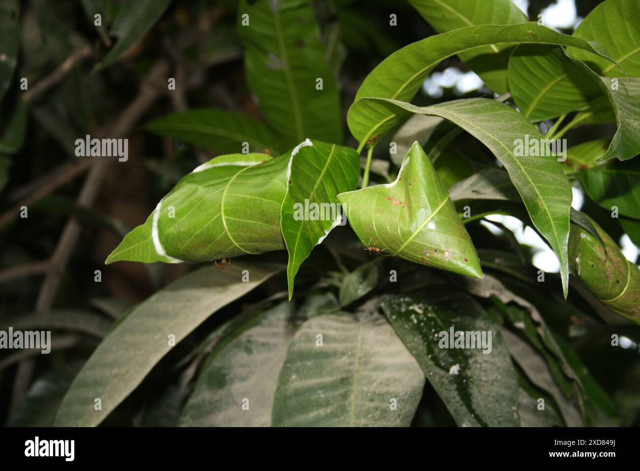 Asiatische Weberameise (Oecophylla smaragdina) Nest auf einem Baum : (Bild Sanjiv Shukla) Stockfoto