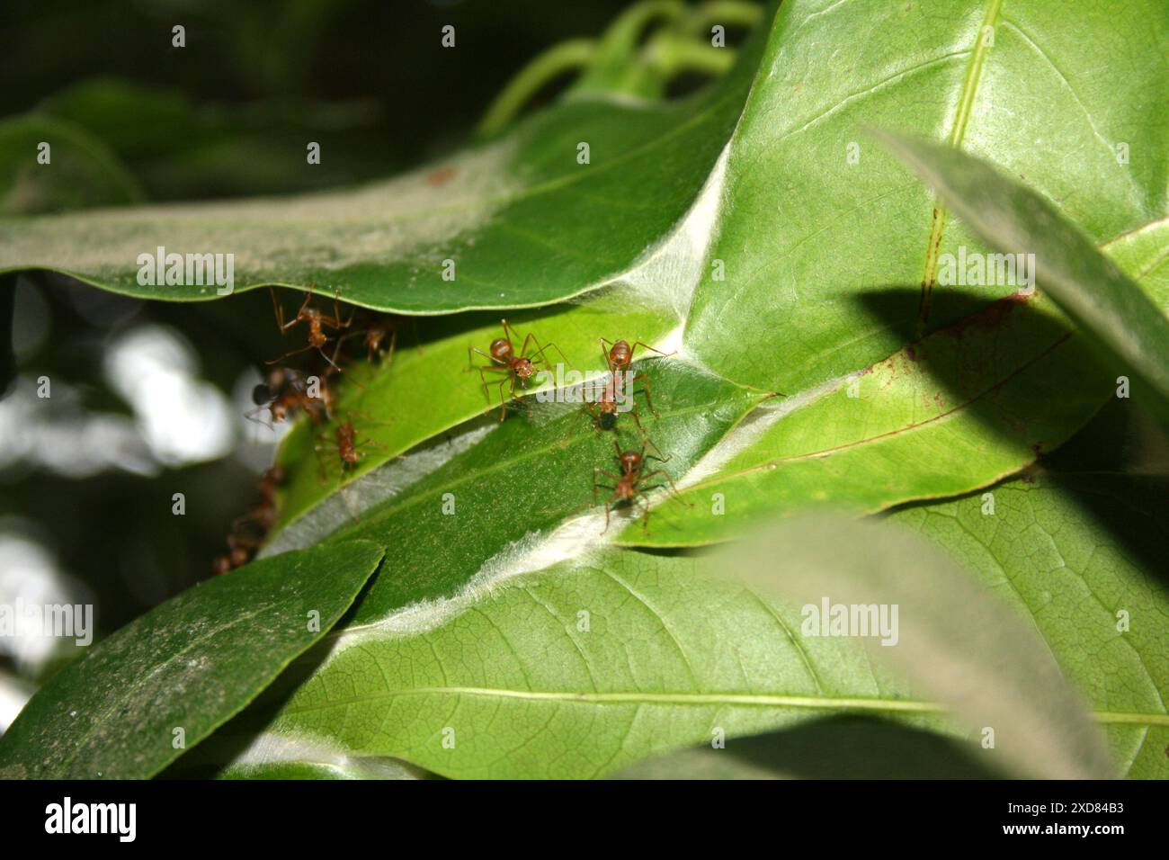 Asiatische Weberameise (Oecophylla smaragdina) Nest auf einem Baum : (Bild Sanjiv Shukla) Stockfoto