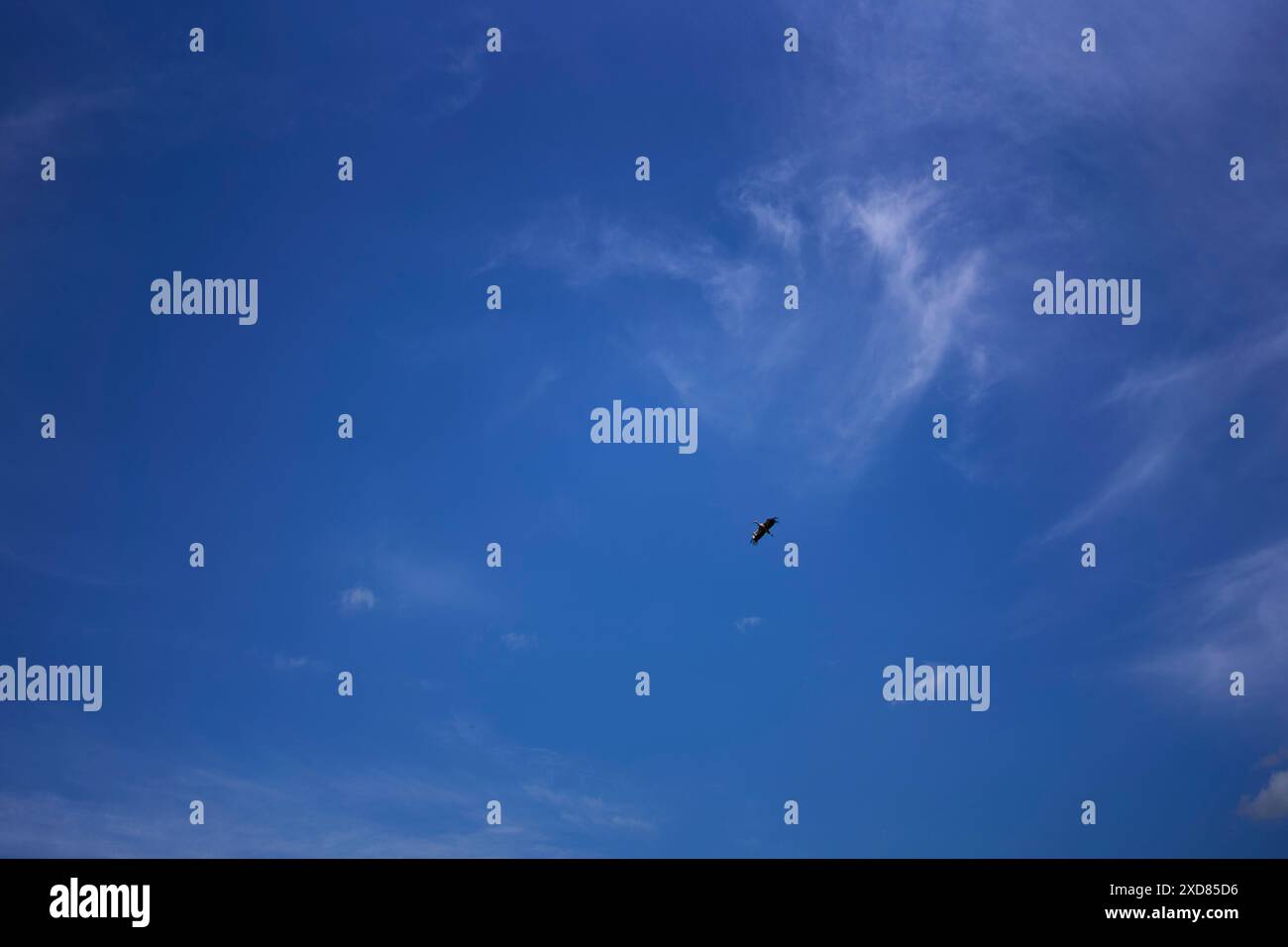 Ein Storch, der an einem Sommertag mit weißen Zirruswolken am Himmel kreist Stockfoto