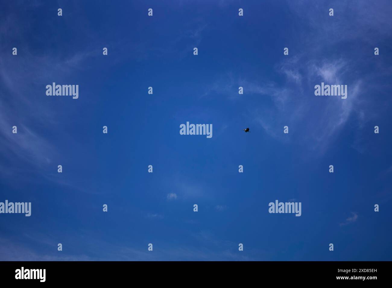 Ein Storch, der an einem Sommertag mit weißen Zirruswolken am Himmel kreist Stockfoto