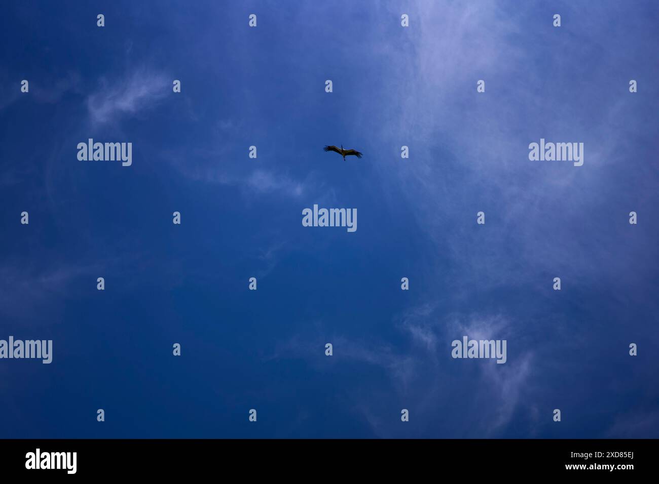 Ein Storch, der an einem Sommertag mit weißen Zirruswolken am Himmel kreist Stockfoto