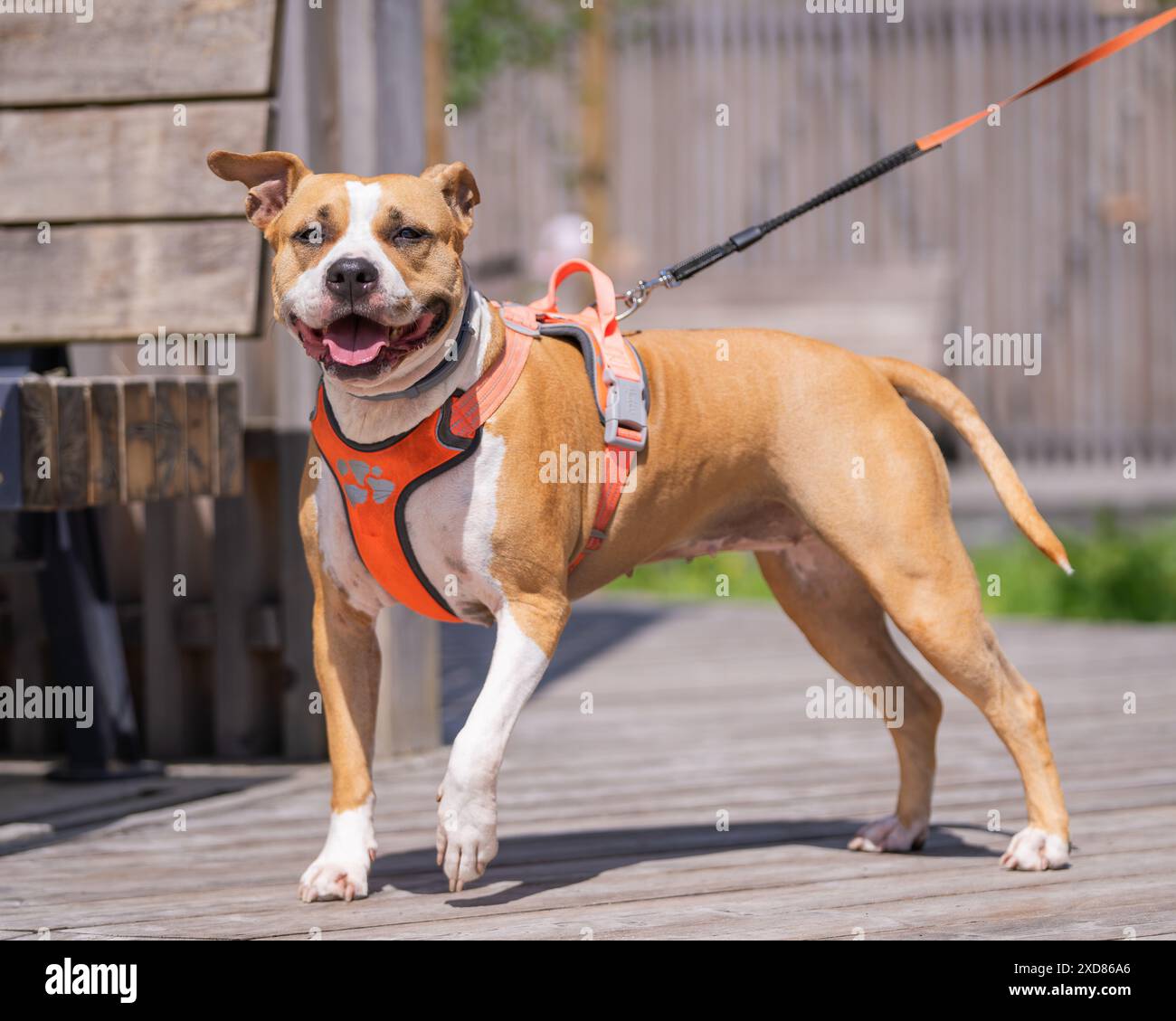 Große klobige freundliche rötliche Bräune und weiße Pit Bull Terrier Bulldogge draußen an der Leine. Stout American Staffordshire Pitbull Terrier Hund. Stockfoto