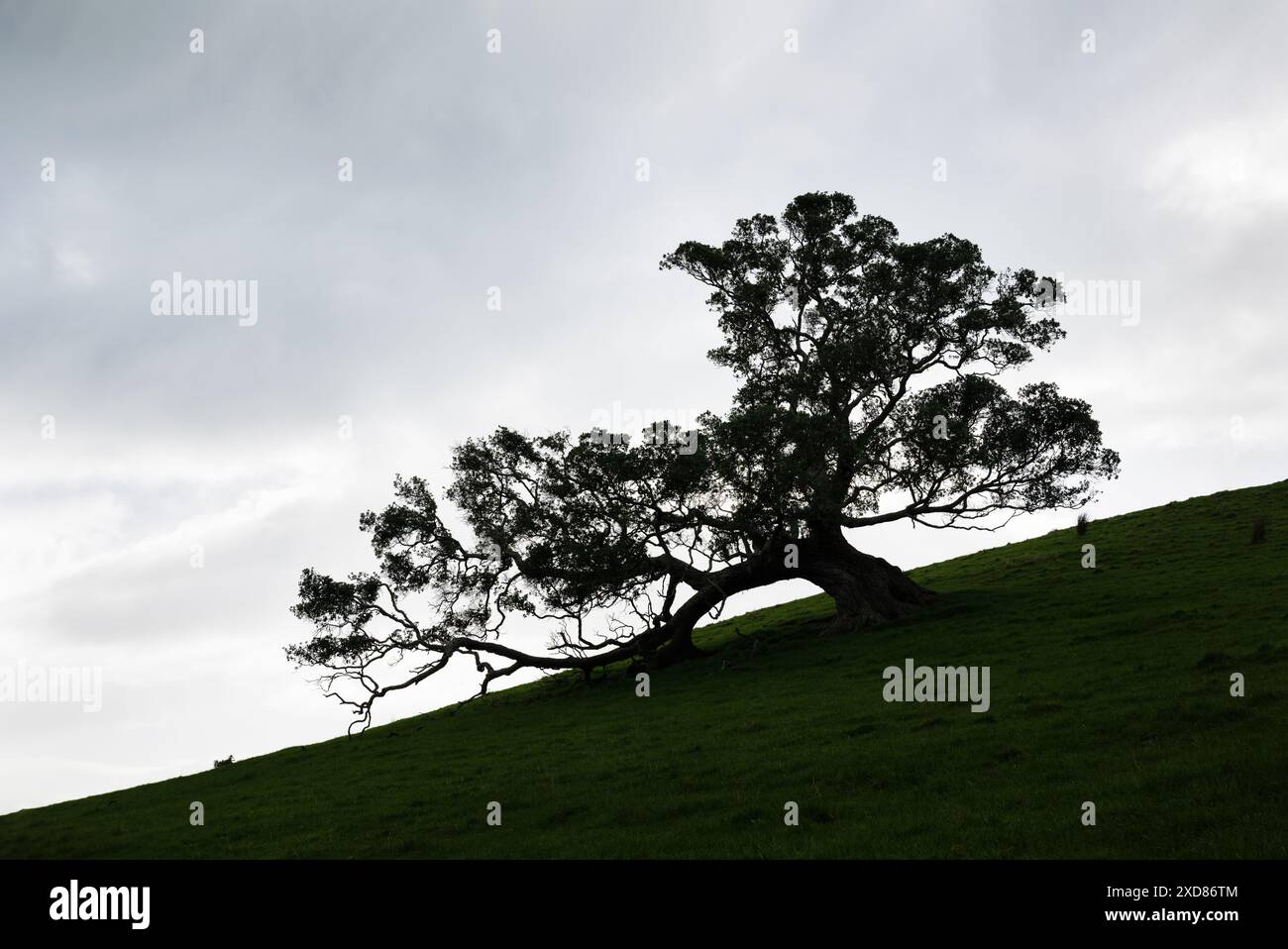 Ein riesiger Pohutukawa-Baum in Silhouette vor einem dunklen, bewölkten Himmel. Duder Regional Park. Auckland. Stockfoto