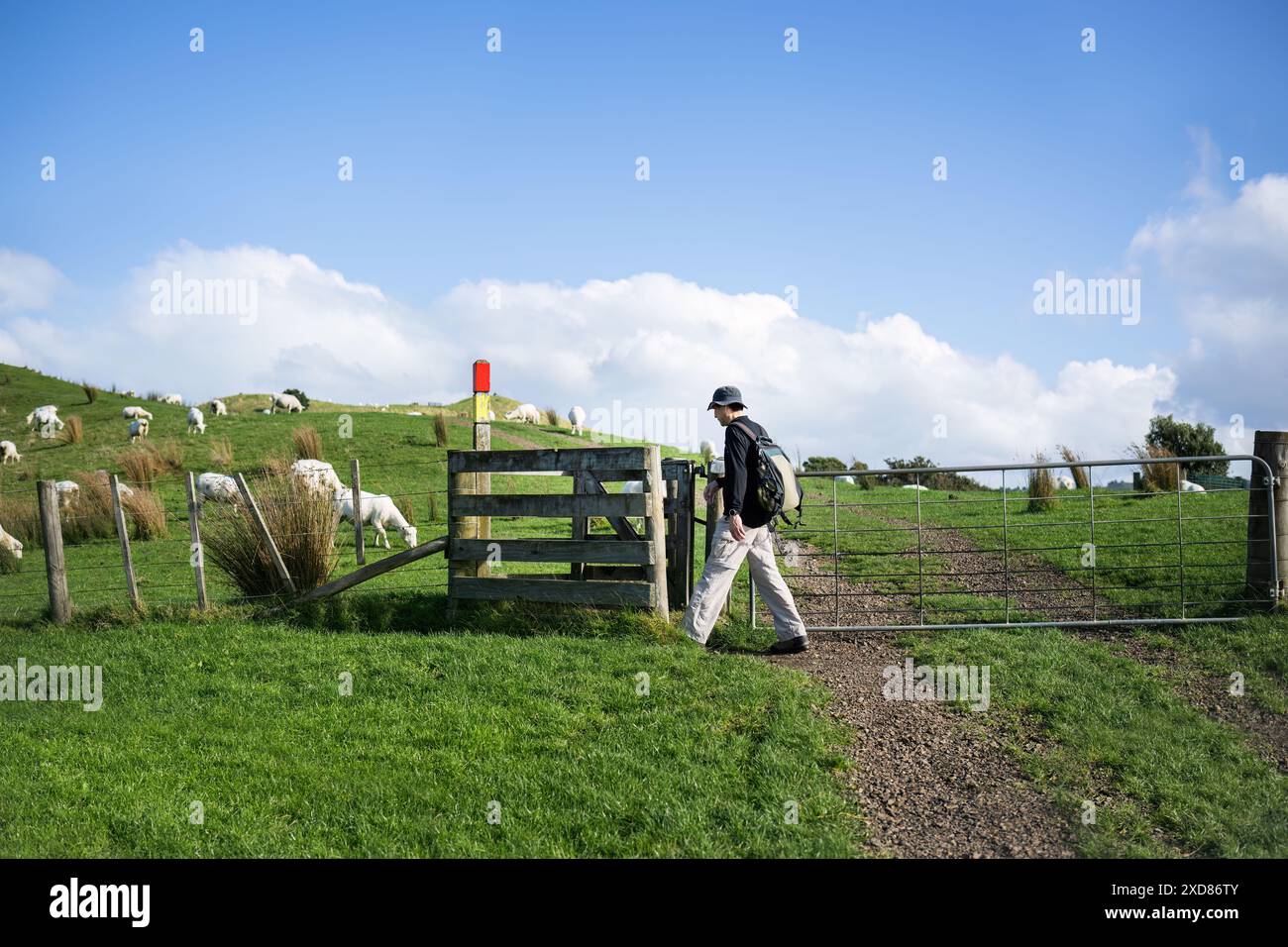 Leute, die auf einem Wanderweg durch das Tor der Farm laufen. Schafe, die auf dem grünen Gras weiden. Duder Regional Park. Auckland. Stockfoto
