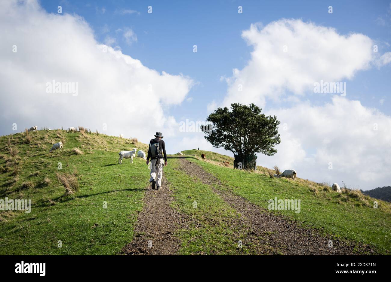 Touristen gehen bergauf mit Schafen, die entlang des Gehwegs weiden. Duder Regional Park. Auckland. Stockfoto