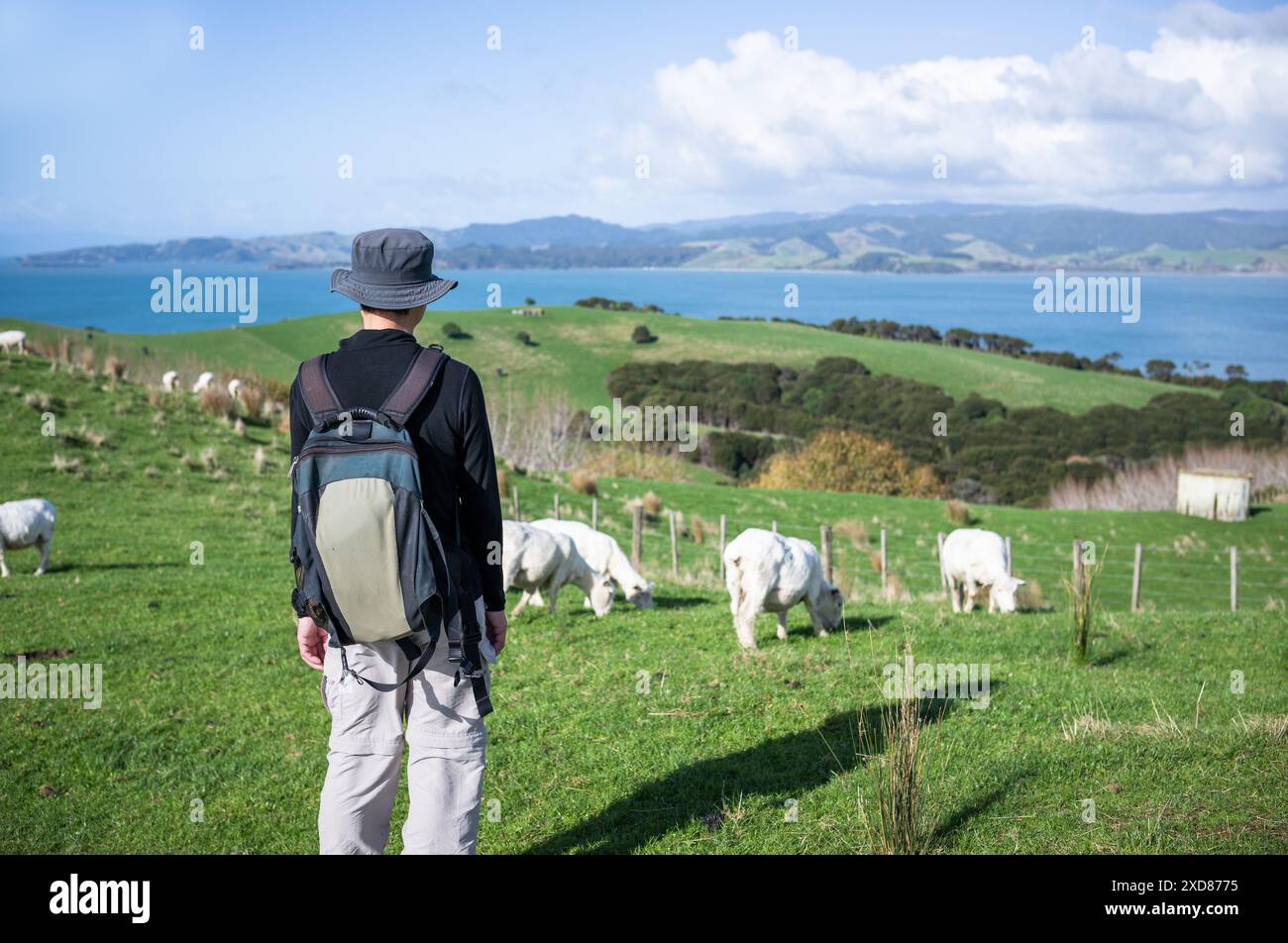 Mann genießt die Aussicht, während Schafe auf der Wiese weiden. Duder Regional Park. Auckland. Stockfoto