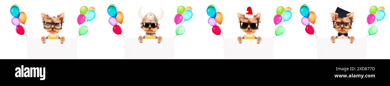 Lustiger süßer Hund mit Weihnachtsbanner und bunten Ballons. Stockfoto