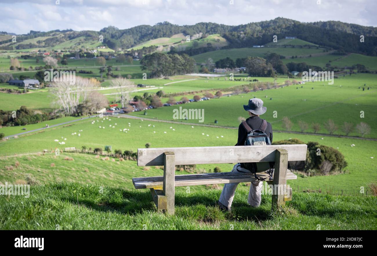 Mann, der auf einer Bank sitzt und die Aussicht genießt, während Schafe auf der Wiese weiden. Duder Regional Park. Auckland. Stockfoto