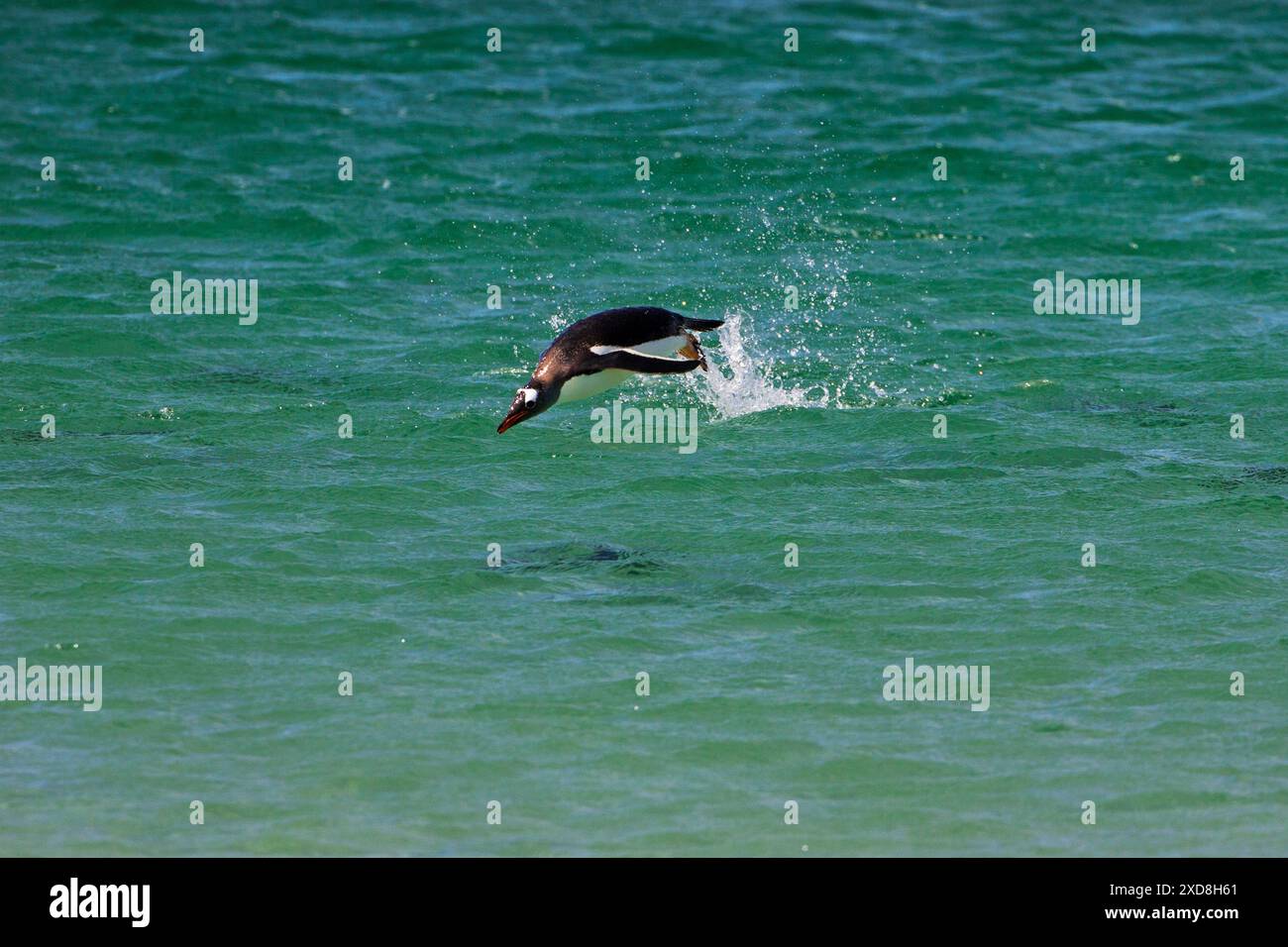 Gentoo Pinguin Pygoscelis papua hetzen aus Meer Raubtiere trostlosen Insel Falkland Inseln zu vermeiden. Stockfoto