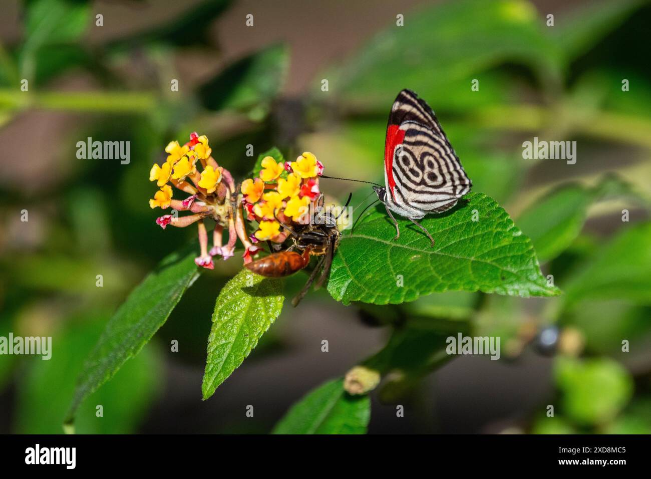 Wunderschöner farbenfroher Schmetterling, der sich von gelben und rosa Blüten ernährt Stockfoto