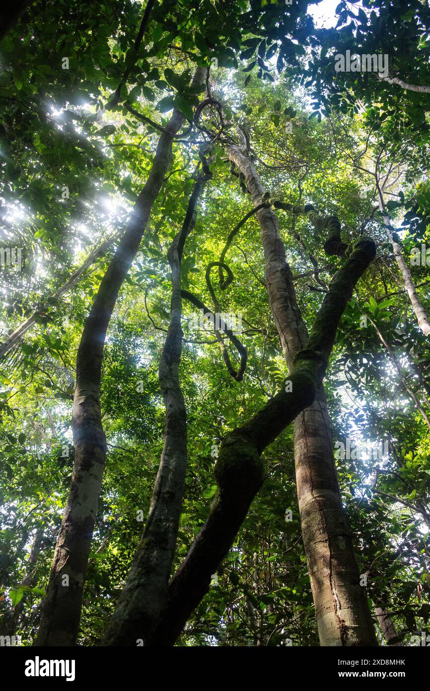 Wunderschöner Blick auf den grünen amazonas-Regenwald, Anavilhanas-Archipel Stockfoto