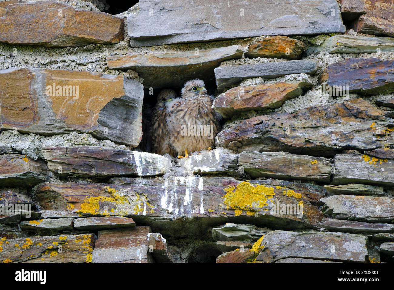 DEU, Deutschland, Nordrhein-Westfalen, Ruhrgebiet, Essen, 12.06.2024: junge Falken warten auf die Fütterung in einem Nest in einem alten Gemäuer in Briedel an der Mosel in Rheinland-Pfalz *** DEU, Deutschland, Nordrhein-Westfalen, Ruhrgebiet, Essen, 12 06 2024 junge Falken, die in einem Nest in einem alten Gebäude in Briedel an der Mosel in Rheinland-Pfalz gefüttert werden Stockfoto