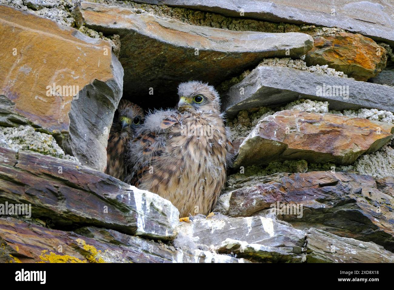 DEU, Deutschland, Nordrhein-Westfalen, Ruhrgebiet, Essen, 12.06.2024: junge Falken warten auf die Fütterung in einem Nest in einem alten Gemäuer in Briedel an der Mosel in Rheinland-Pfalz *** DEU, Deutschland, Nordrhein-Westfalen, Ruhrgebiet, Essen, 12 06 2024 junge Falken, die in einem Nest in einem alten Gebäude in Briedel an der Mosel in Rheinland-Pfalz gefüttert werden Stockfoto