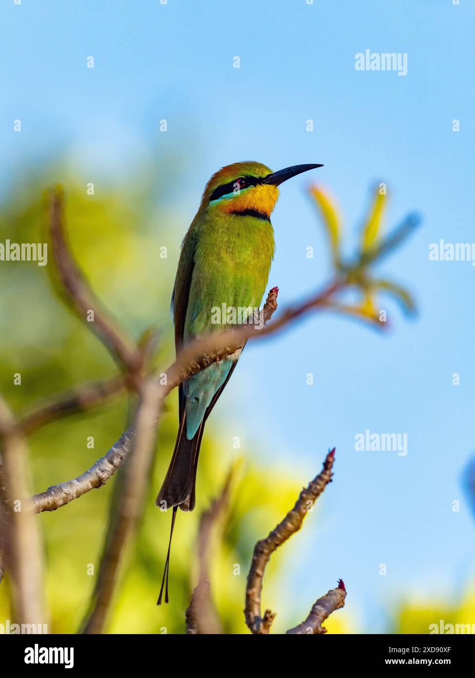 Der farbenfrohe Regenbogenbienenfresser Merops ornatus in den botanischen Gärten von Darwin, Northern Territory, Australien Stockfoto