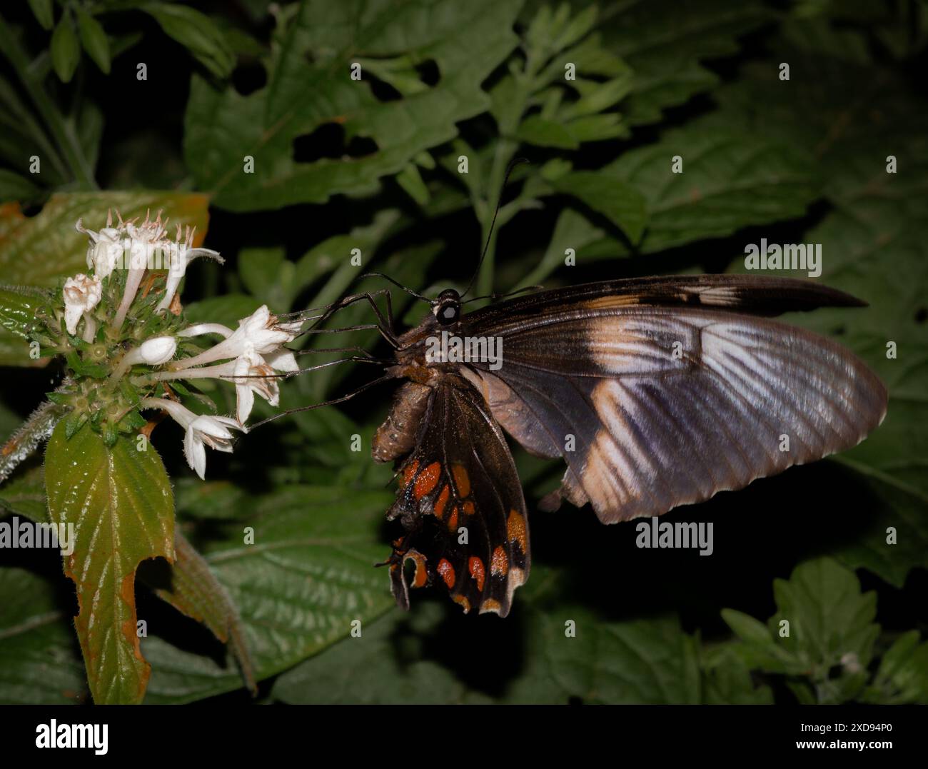 Schmetterling sitzt auf einer weißen Blume und trinkt Nektar. Stockfoto