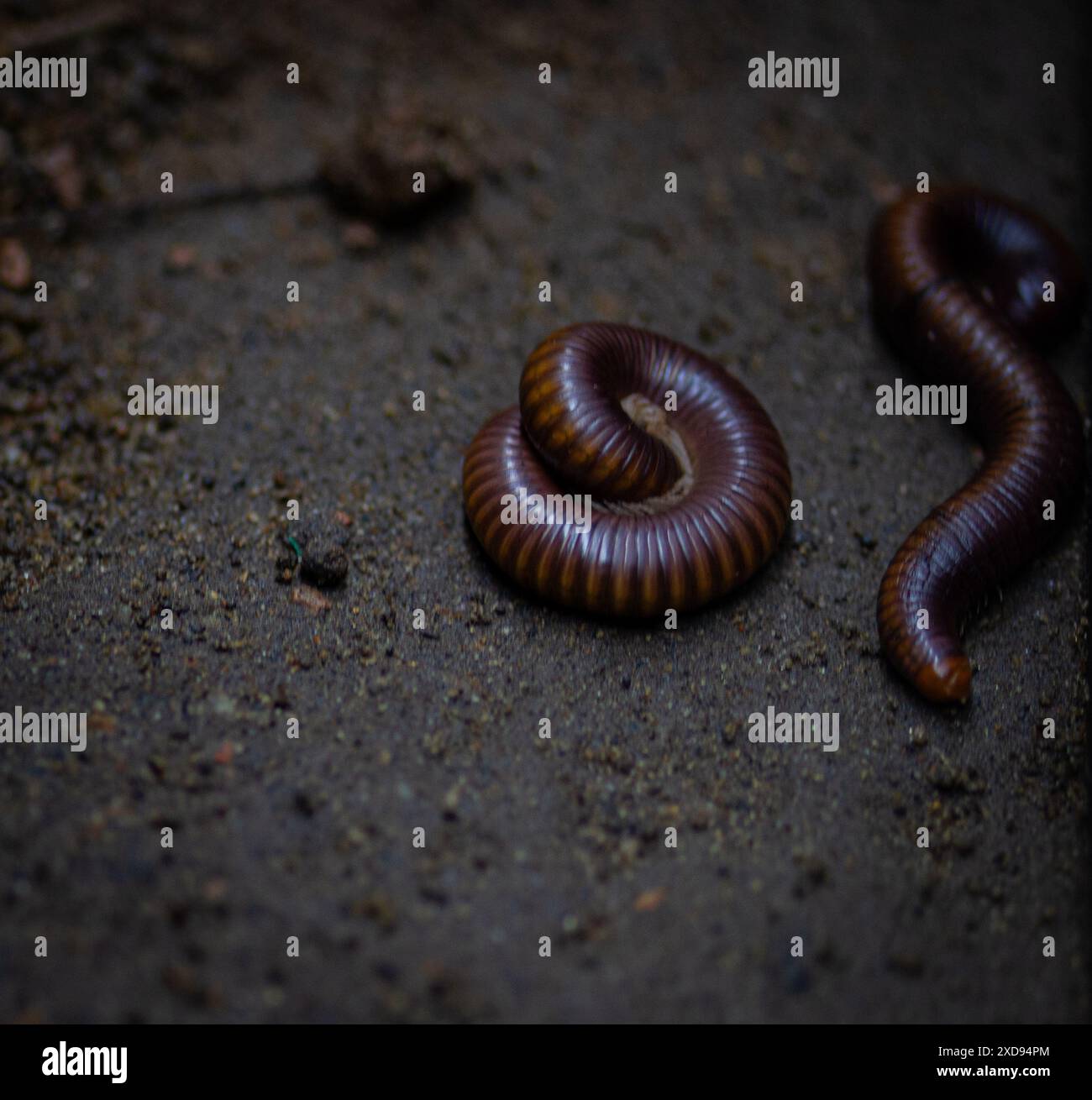 Nahaufnahme von Tausendfüßlern auf Sand. Stockfoto