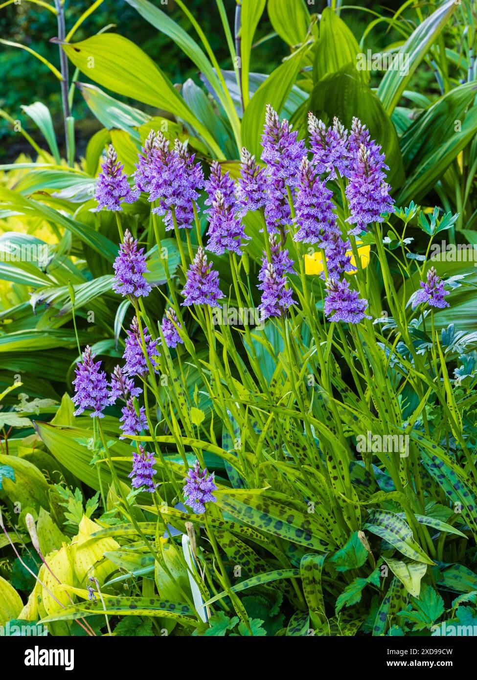 Frühsommerspitzen der hybriden terrestrischen Orchidee Dactylorhiza x grandis „Blackthorn Strain“ Stockfoto