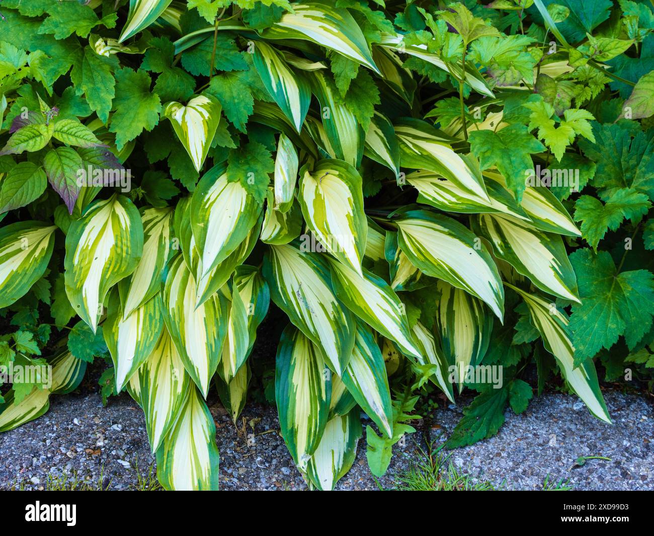 Grün-weiße Verfärbung auf dem lanzettartigen Laub der Hardy krautigen Staude, Hosta 'Cherry Berry' Stockfoto