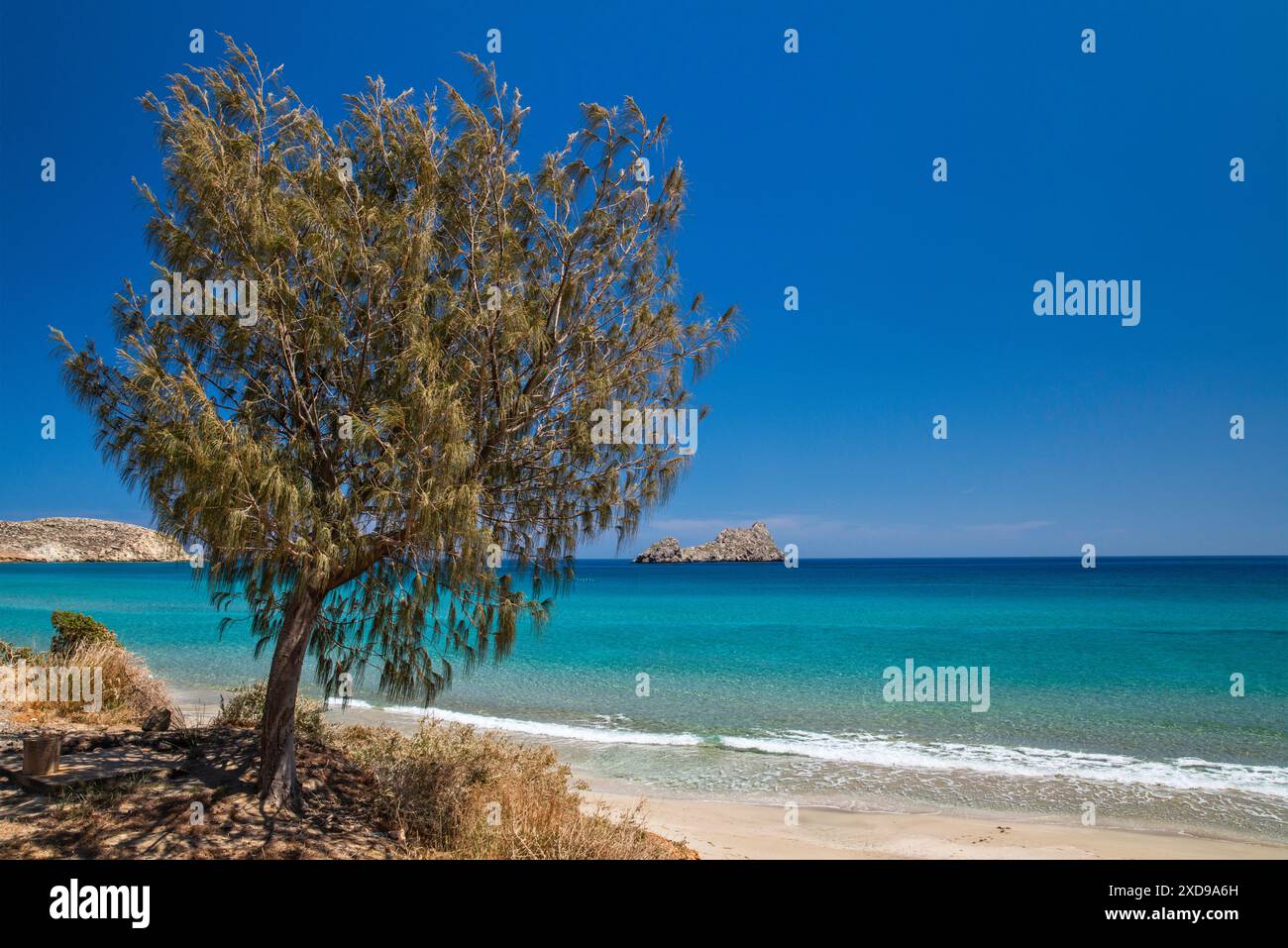 Tamarisken am Xerokampos Beach an der Ägäis, in der Nähe von Xerokambos, Sitia Geopark, Ostkreta, Griechenland Stockfoto