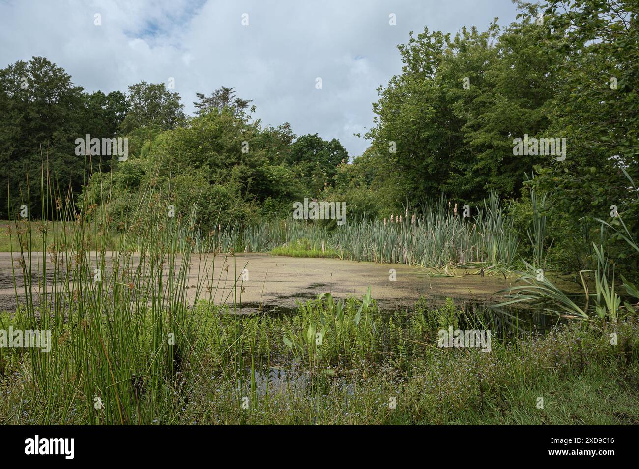 Ein algenkontaminierter See in dänischer Natur, Fredericia, Dänemark, 9. Juni 2024 Stockfoto